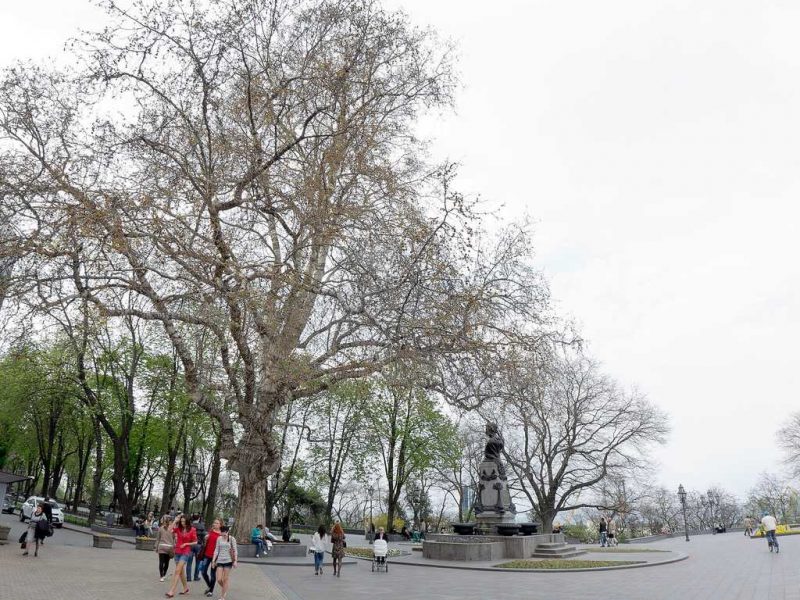 В Одессе хотят переименовать легендарное дерево