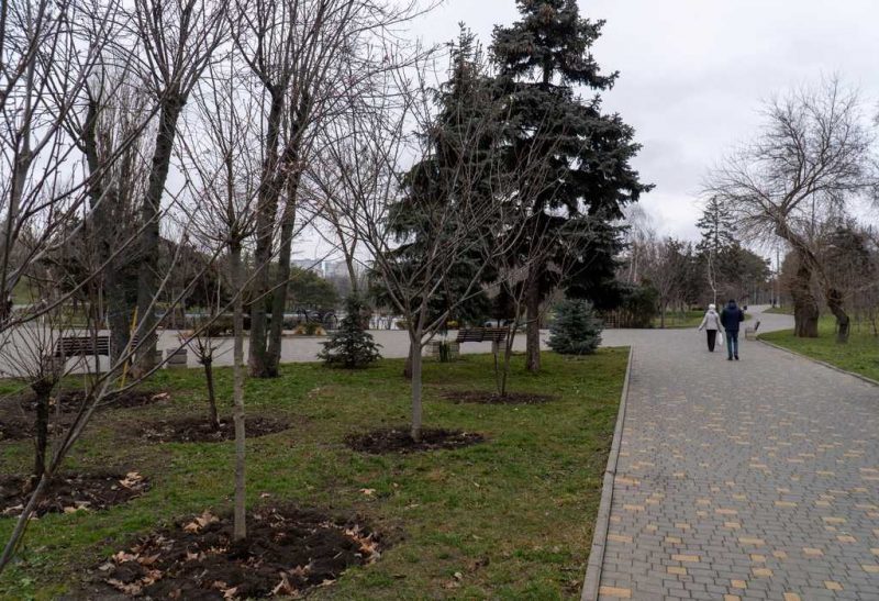 сакура в одессе