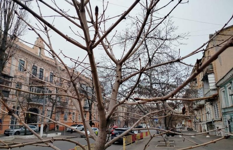 Центр Одессы в январе, дерево