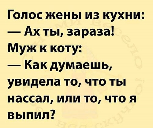 Анекдот про чоловіка та кота