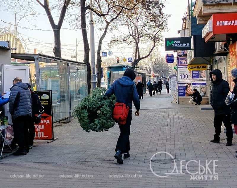 Фото дня в Одессе: елочка