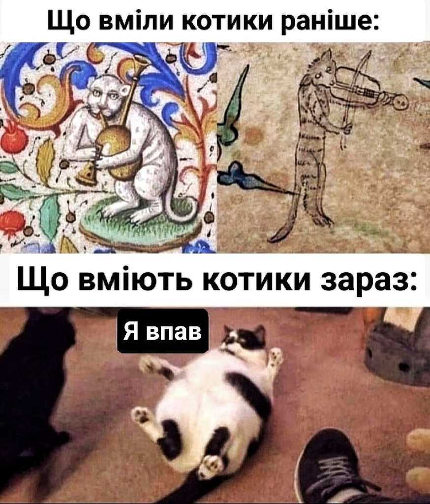 котики