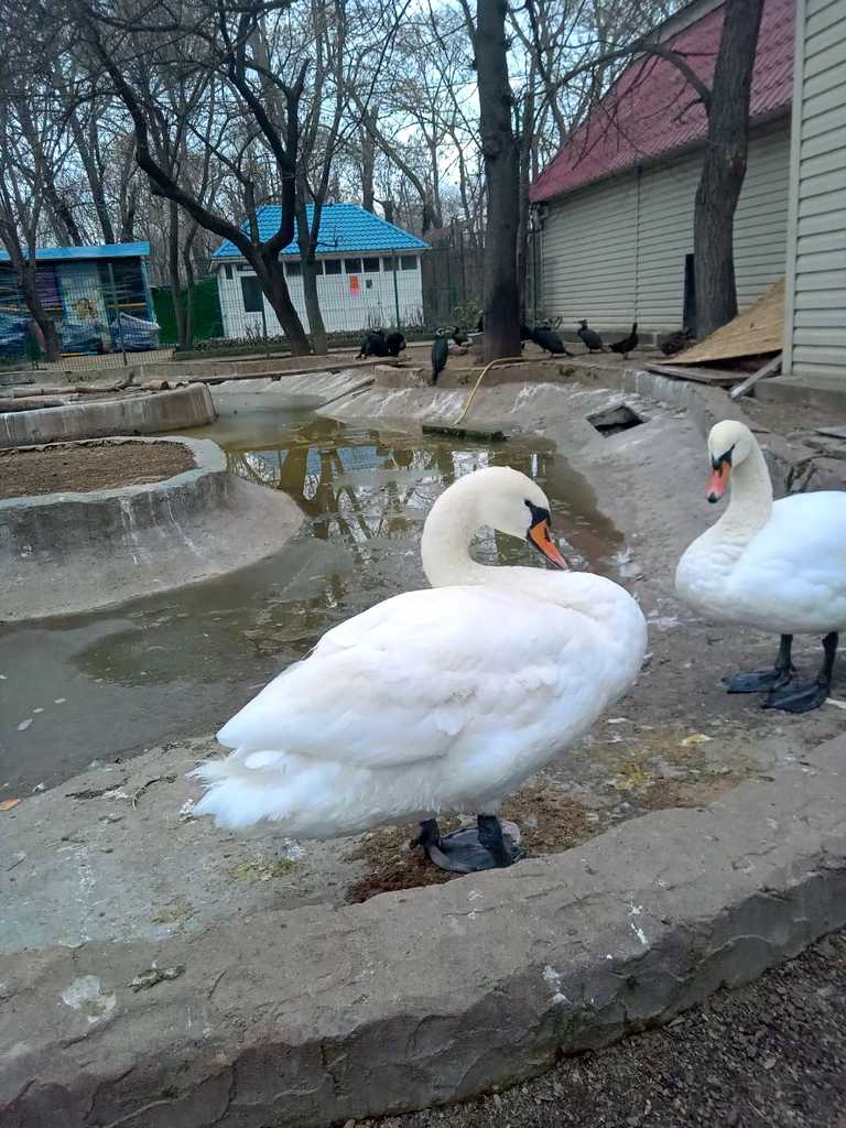 Лебеди Одесского зоопарка