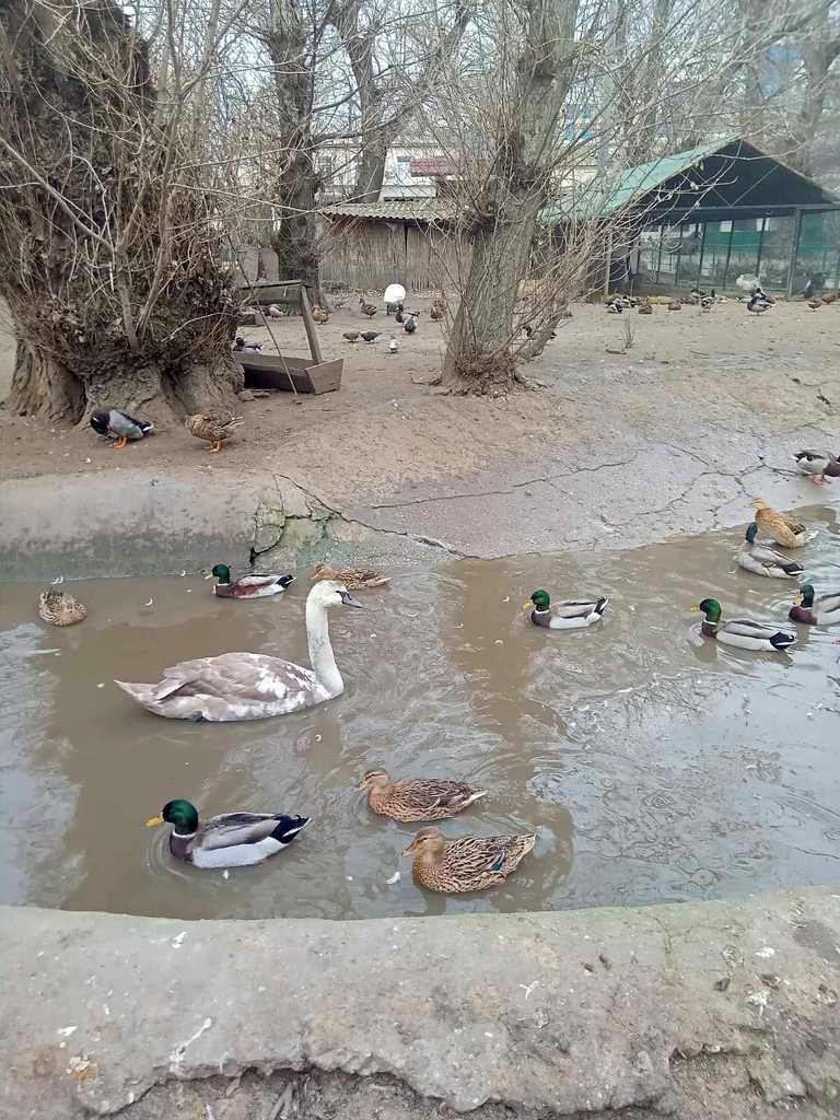 На пруду Одесского зоопрака