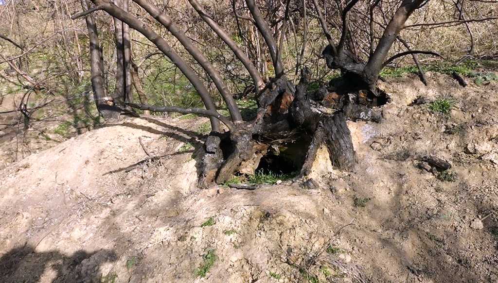 Нора хижака під корінням дерева