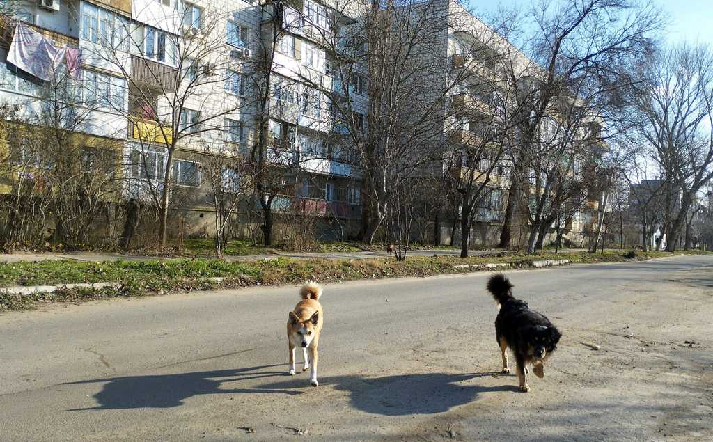 П’ятиповерхівка, у яку загнали лисицю бродячі собаки