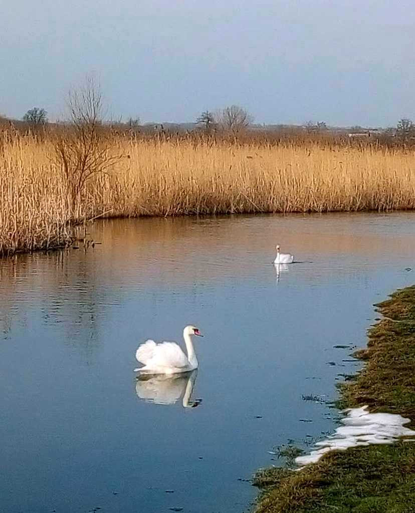 річка кодима