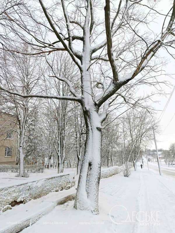 В Любашевке выпал снег