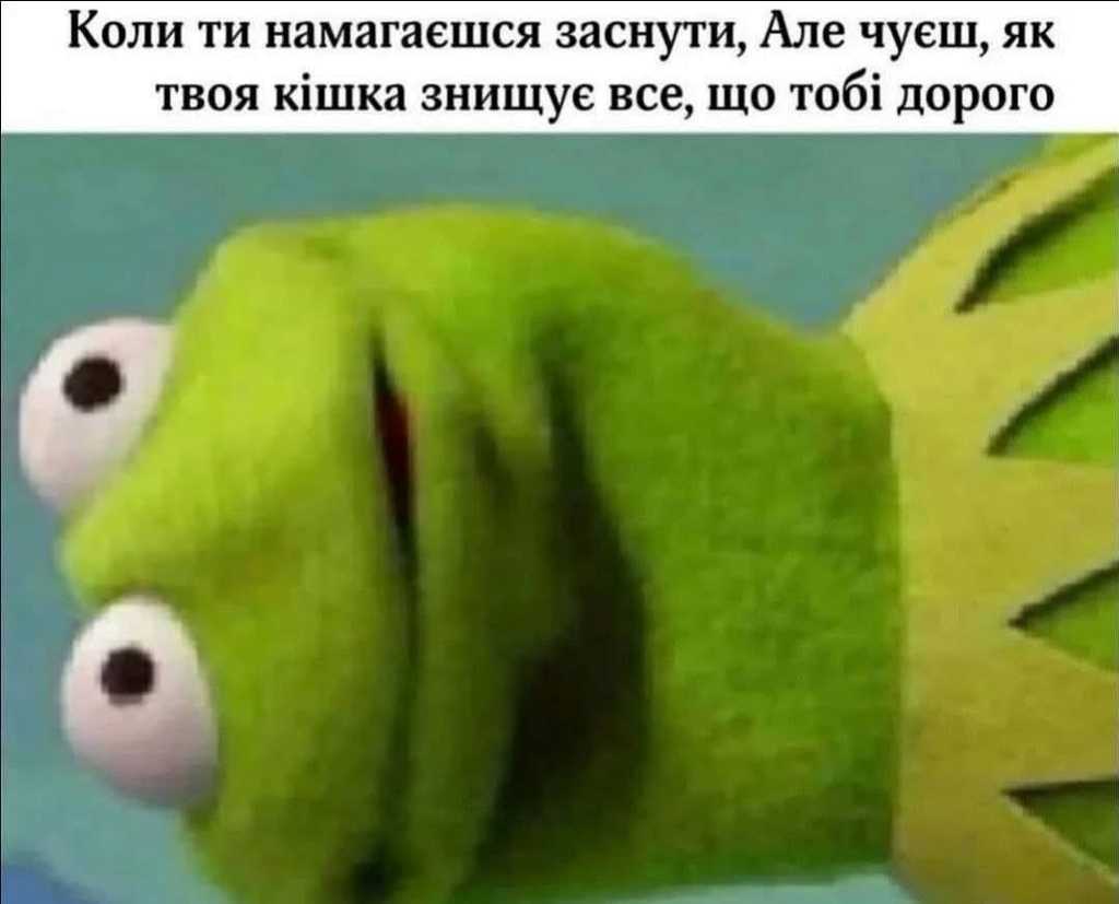 кіт знищує все