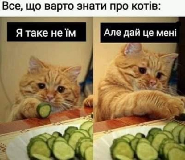 Котики і їжа