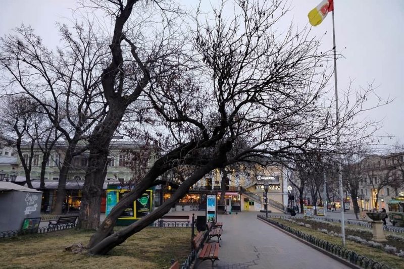 Мартовский вечер в Одессе, дерево