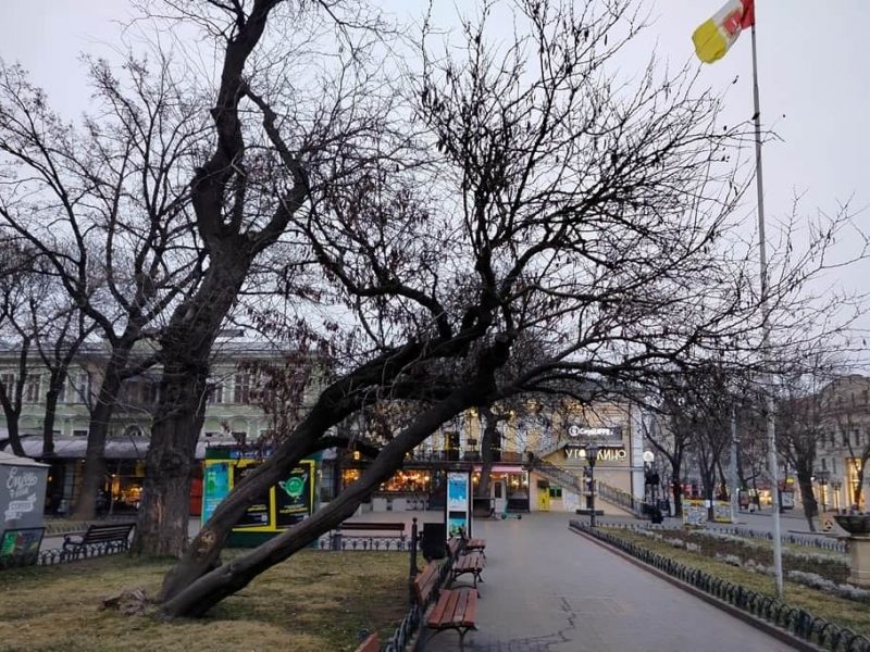 Мартовский вечер в Одессе, дерево