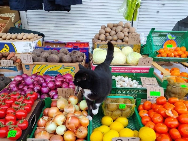 Привоз: овощной котик