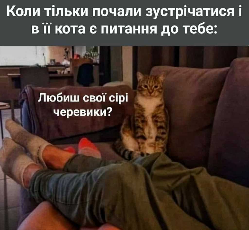 питання в кота