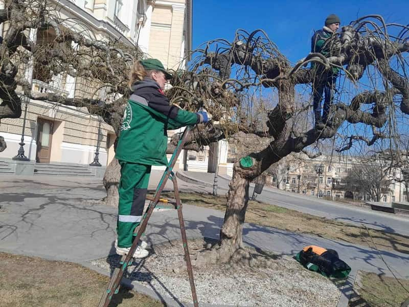 Підрізання софори на Театральній площі в Одесі