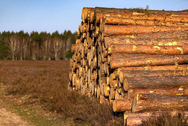 деревина ліс