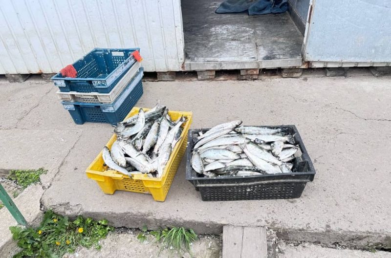 Дунайка, которую наловили браконьеры
