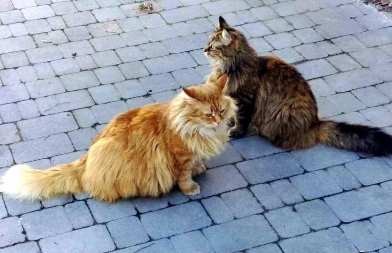 Одесские котики