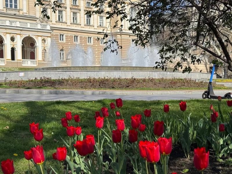 Голландские тюльпаны в Одессе