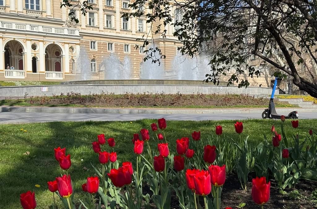 Голландские тюльпаны в Одессе