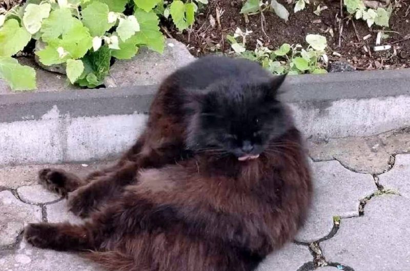 Одесский кот Бас