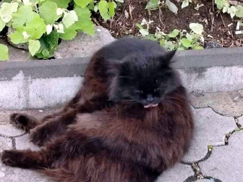 Одесский кот Бас