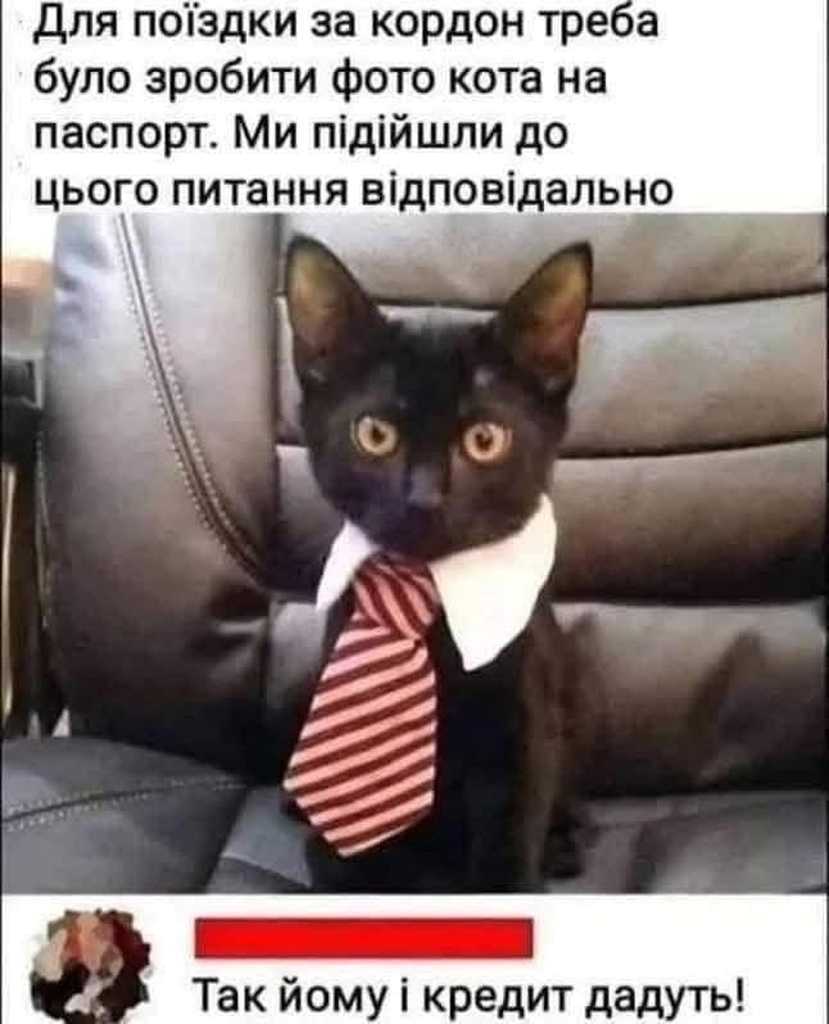 котячий паспорт
