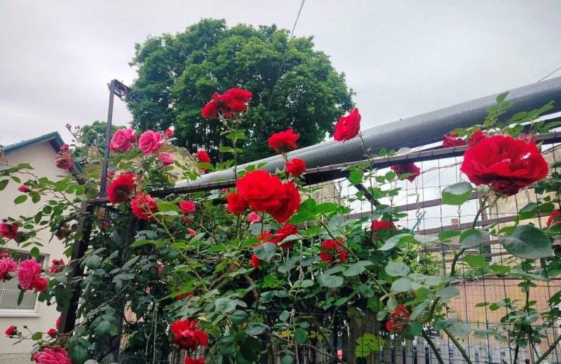 Скромные розы Одессы
