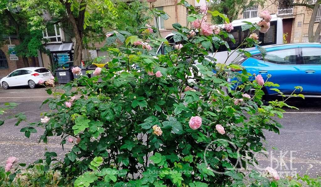 Майские розы в Одессе, у дороги