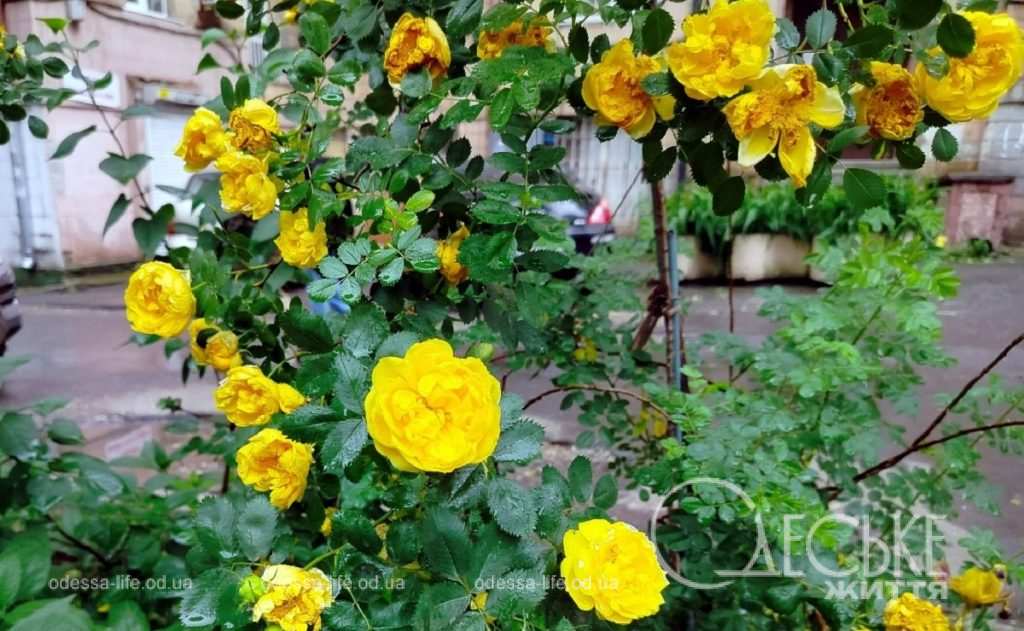 Майские розы в Одессе,