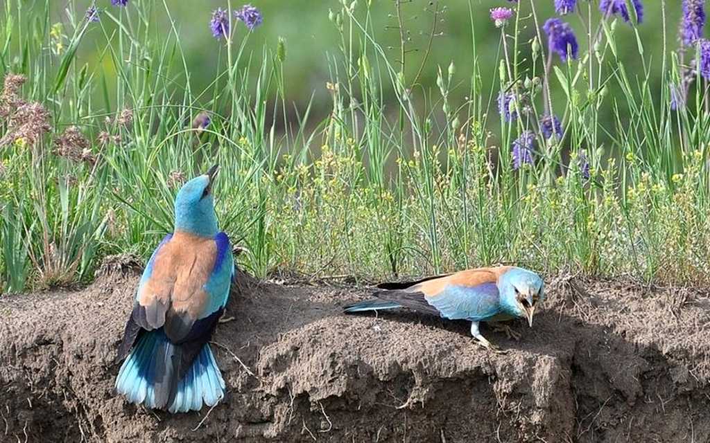 птахи