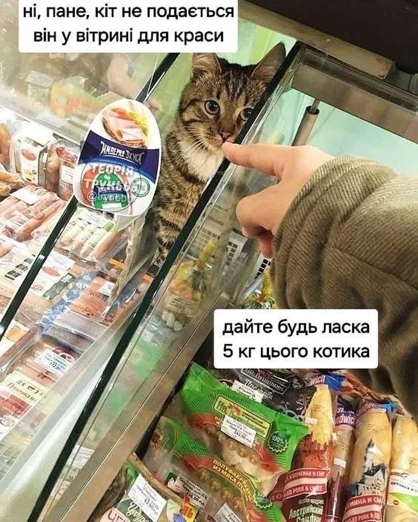п'ять кілограмів котика