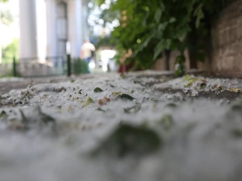В Одесі зацвіла тополя
