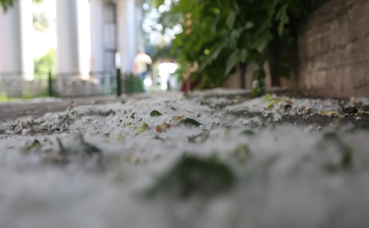 В Одесі зацвіла тополя