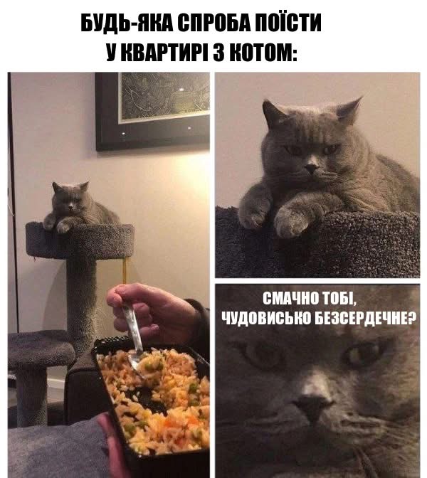 їжа з котом