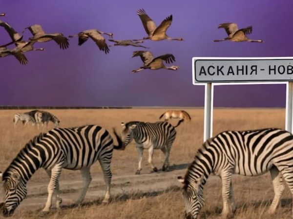 В Одесской области откроют филиал знаменитого заповедника Аскания Нова