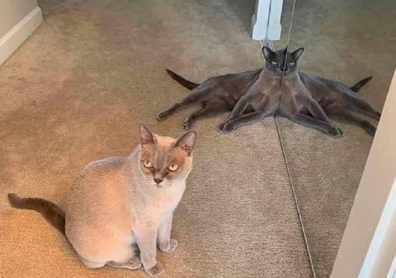 Котик и кустминог