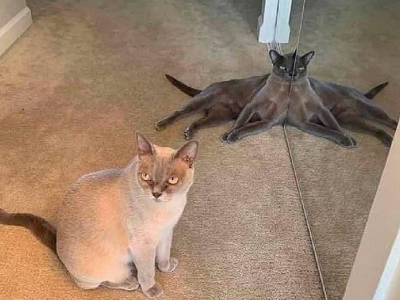 Котик и кустминог