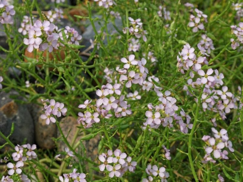 Нацпарк на Одесчине украсила редкая морская горчица