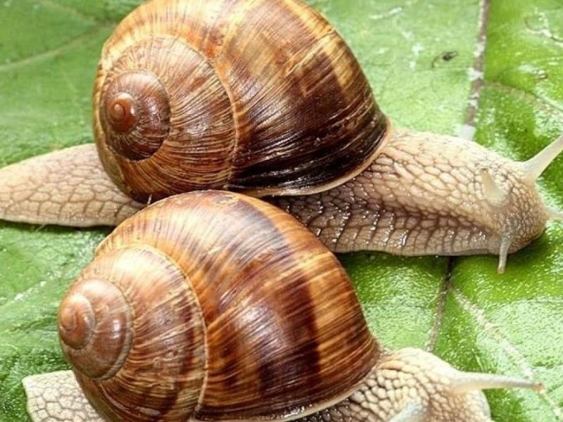 Садовые улитки