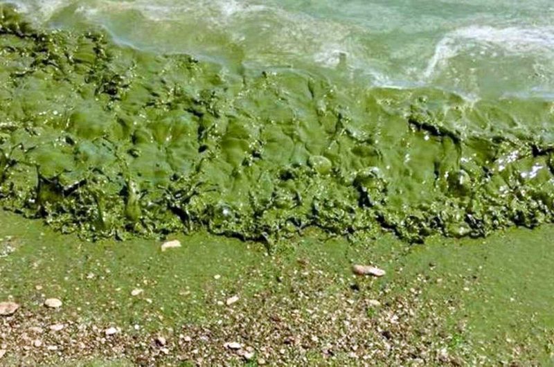 Синьо-зелені водорості