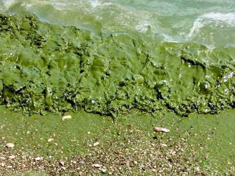Синьо-зелені водорості