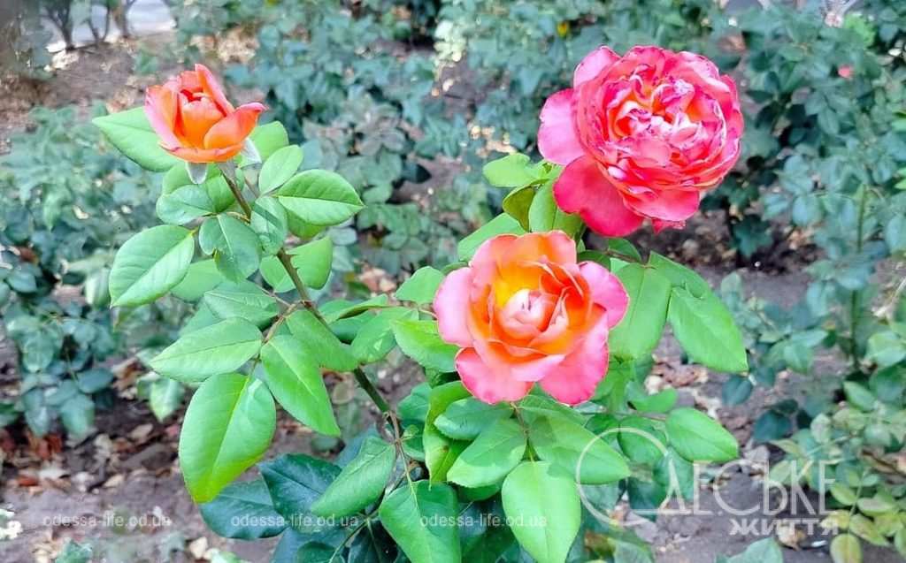 июльская Одесса радует цветущими улицами