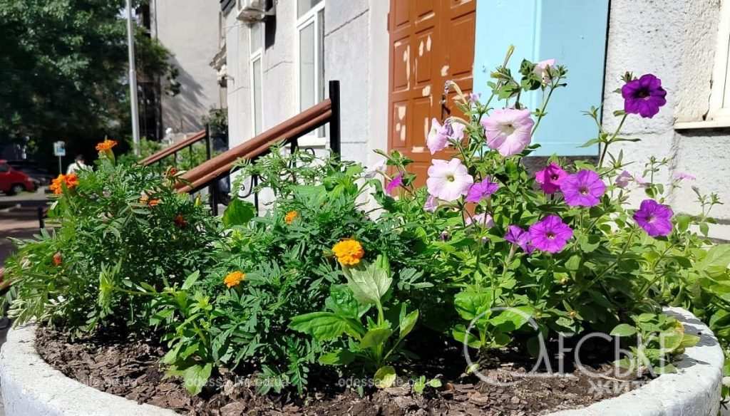 Одесса в цветах
