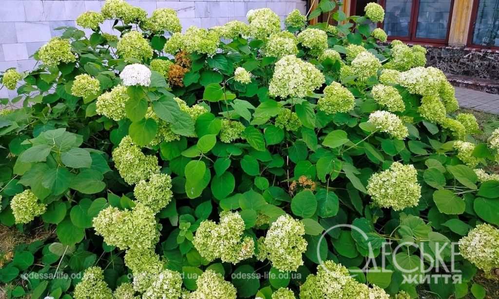 Летнее цветение в Одессе