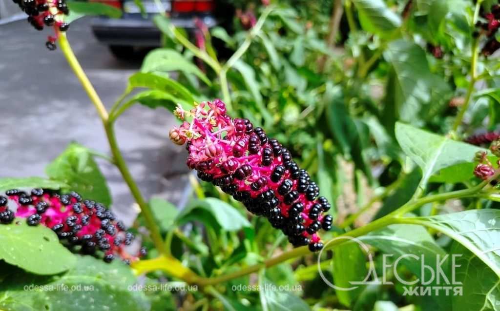 Июль в Одессе