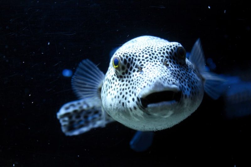 fugu риба