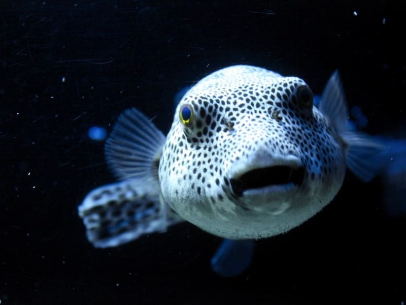fugu риба