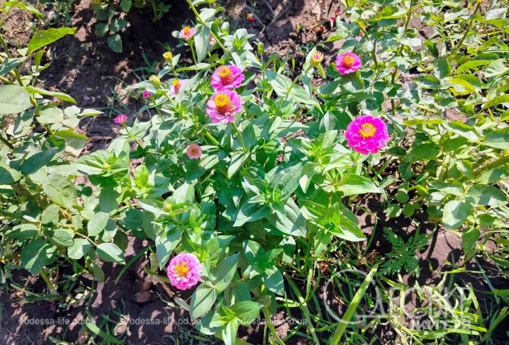 Июль по-одесски, летние цветы