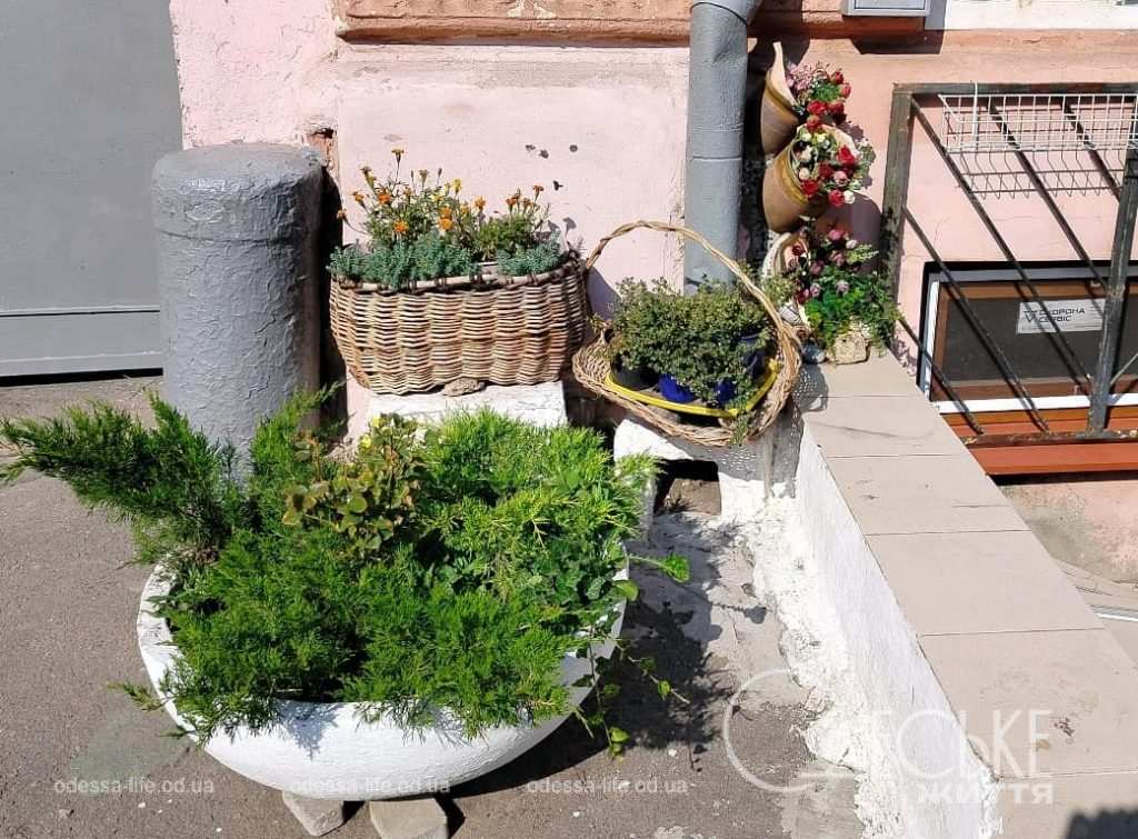 Июль по-одесски, клумбы